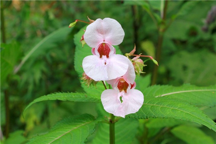 Июльское путешествие в Старицу, продолжение