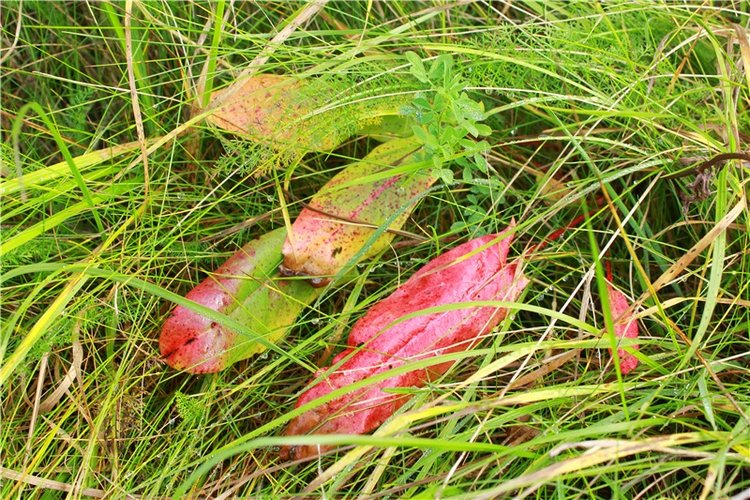 Путешествие Имани на Волгу, продолжение. Mini Imani от Kaye Wiggs (фото 5)