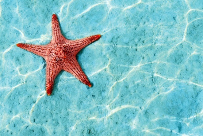 Туманный Ноябрь | Бэйбики Туманный Ноябрь — Куклы Latidoll (Лати): BJD (БЖД) (фото 5)