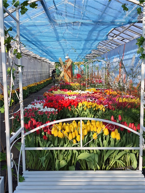 Выставка тюльпанов в Твери