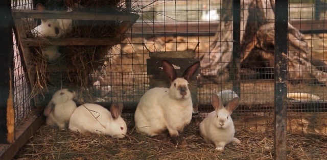 Как мы побывали в Некотором царстве ... с Mui-chan (фото 7)