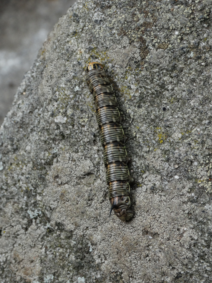 Каменный остров. Поездка с БЖД куколкой от Лиликэт
