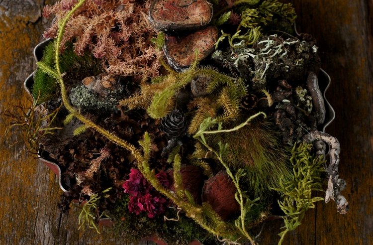 Кусочек природы в доме — Другие хобби и увлечения: сад