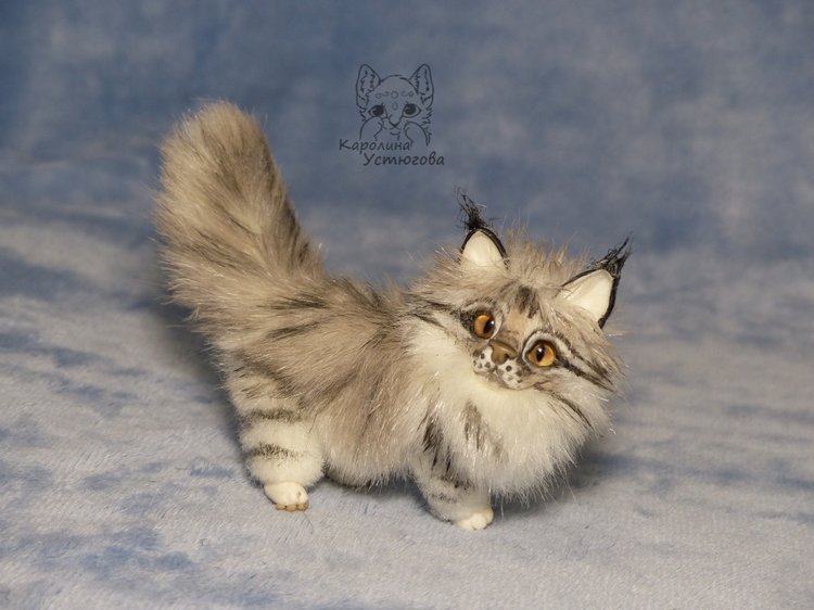 Мейн-ку́н, миниатюра. Серебристый окрас