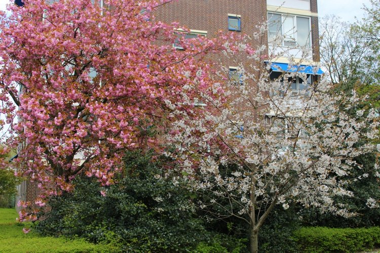 Цветущая Сакура. Прогулка по парку с Алисой. Весенние зарисовки