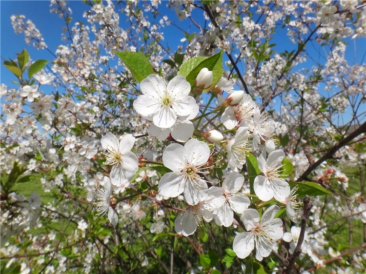 Дивная Весна — Куклы Zwergnase (Цвергназе/Цверги): фото