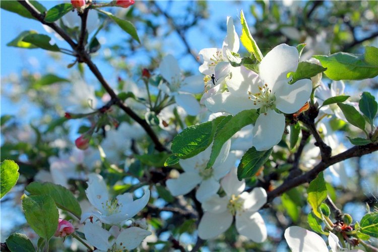 Дивная Весна — Куклы Zwergnase (Цвергназе/Цверги): фото (фото 9)