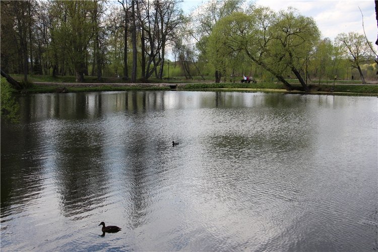 Один раз в год сады цветут (фото 6)