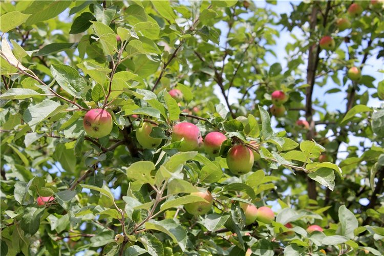 Любимая Старица. Свято-Успенский мужской монастырь