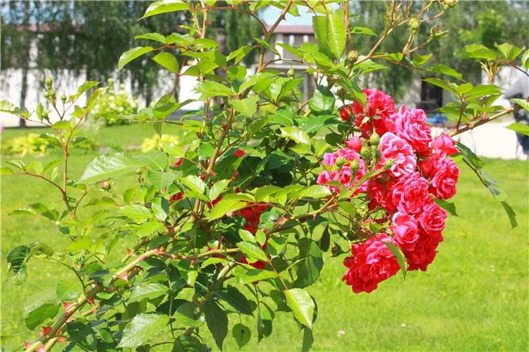 Любимая Старица. Свято-Успенский мужской монастырь