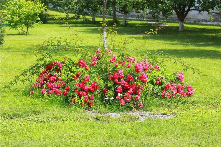 Любимая Старица. Свято-Успенский мужской монастырь