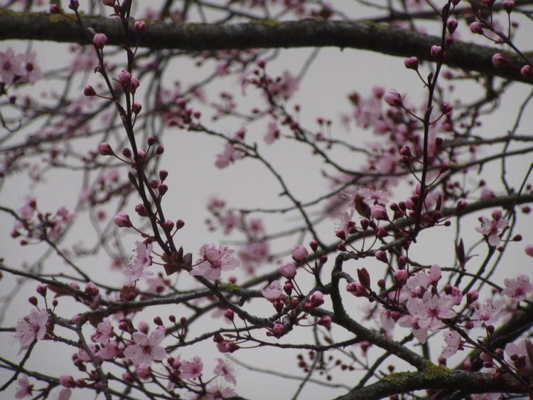 До пандемии. Путешествие по Италии, часть 3 (Флоренция, аутлет Барберино)