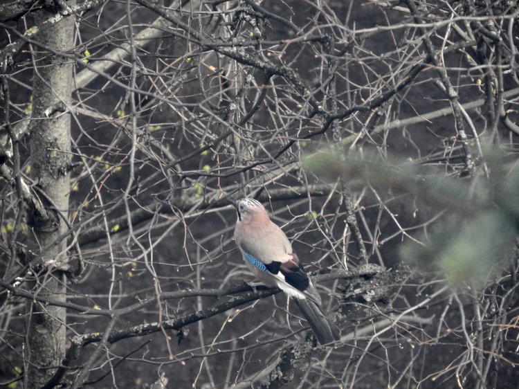 Сойки во дворе — Интересное и необычное: фотоподборки (фото 8)