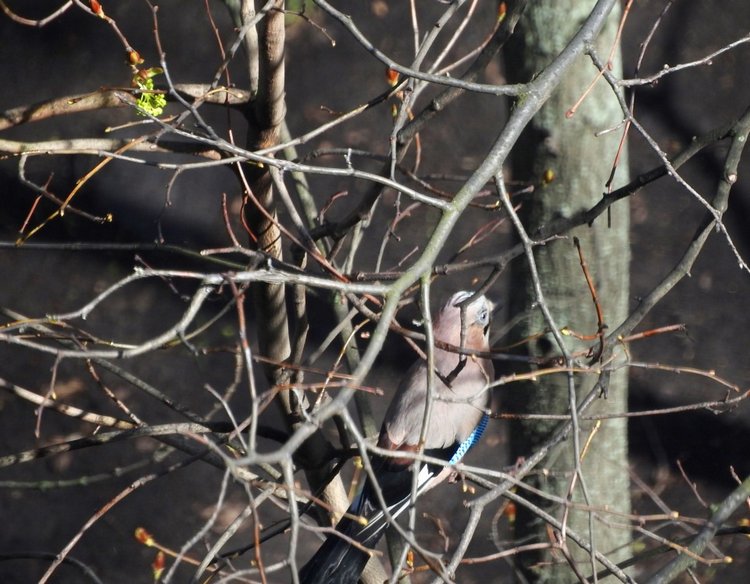 Сойки во дворе — Интересное и необычное: фотоподборки (фото 5)