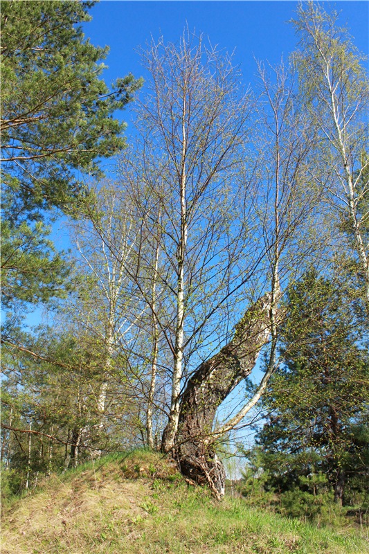 Прогулка Софи. Lati HoneyBee New Mystic Sophie | Бэйбики Прогулка Софи. Lati HoneyBee New Mystic Sophie (фото 4)