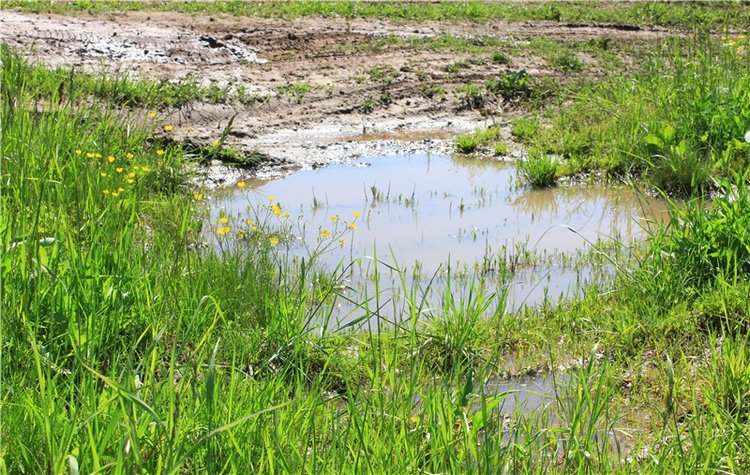 Эля в Иванишах. Twinkles Ella Chocolate