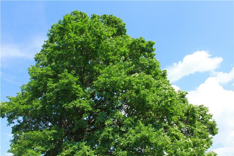 Путешествие Катрин. Katrin, Stoffpuppe Doll, Kathe Kruse