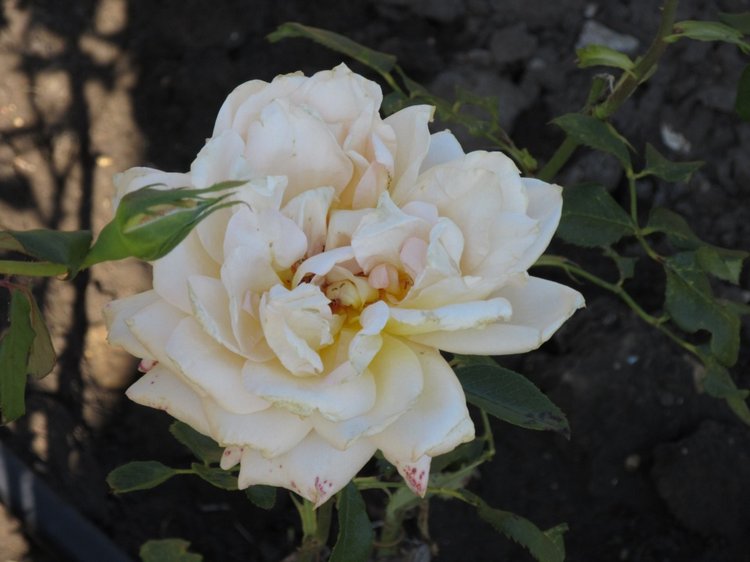 Горячее солнышко Кисловодска