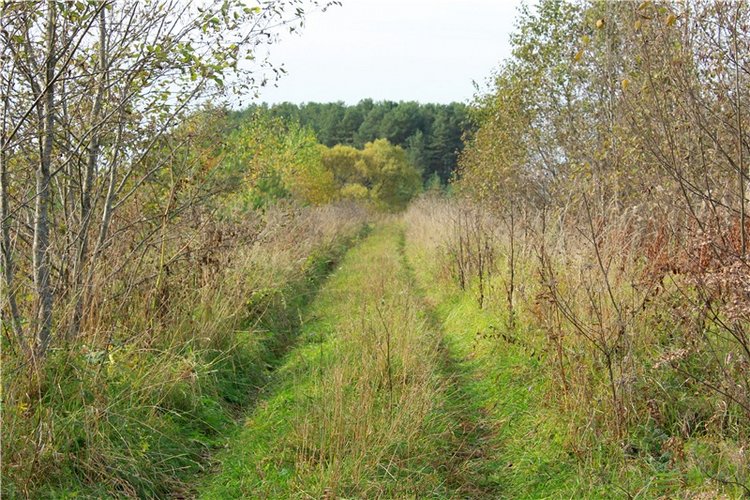 Путешествие Имани на Волгу, продолжение. Mini Imani от Kaye Wiggs