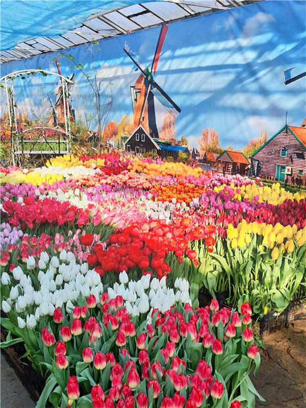 Выставка тюльпанов в Твери