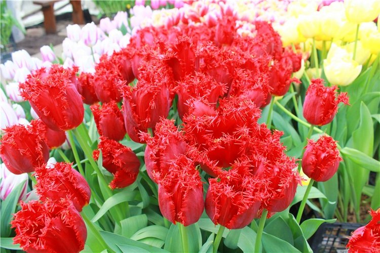 Выставка тюльпанов в Твери