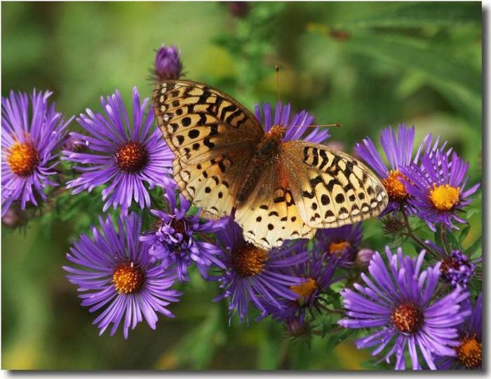 На лесной полянке чудо - на цветочках бантики. Это бабочки расселись, как цветные фантики