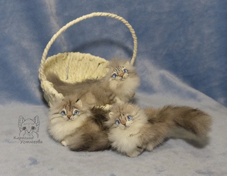 Котята Невские маскарадные, окрас Тэбби пойнт (фото 7)