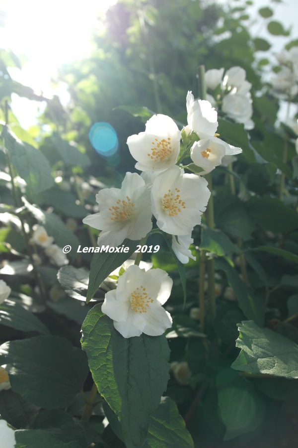 Ангел нашего сада — Куклы Kidz'n'Cats (Соня Хартман): шарнирные 46 см