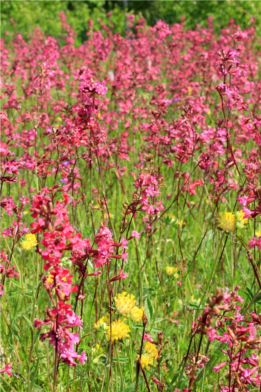 Малиновый Июнь, продолжение. BJD Gigi от Meadow Dolls (фото 10)