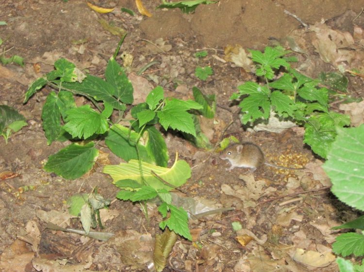Веселое путешествие по Парку Измайлово (фото 9)