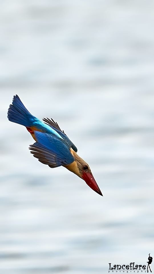 Любителям природы - профессиональные фотографии (выпуск 4)