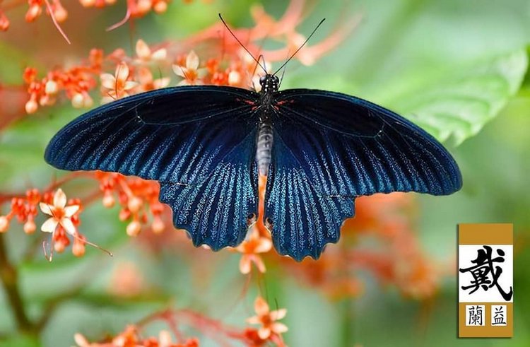Любителям природы - профессиональные фотографии (выпуск 4)