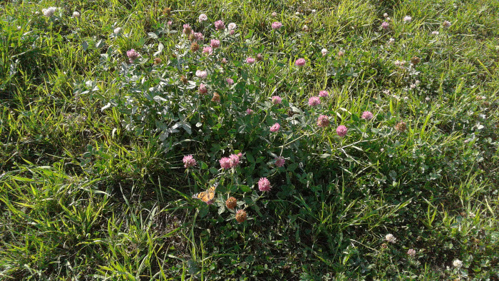 Петербург: фрагменты впечатлений 2