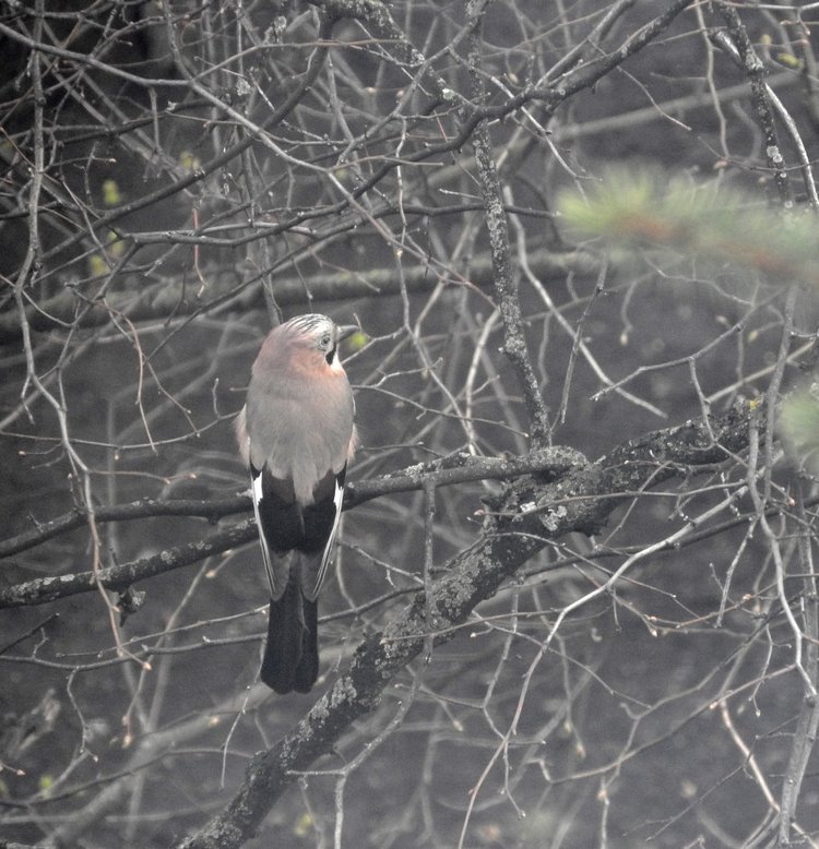 Сойки во дворе — Интересное и необычное: фотоподборки