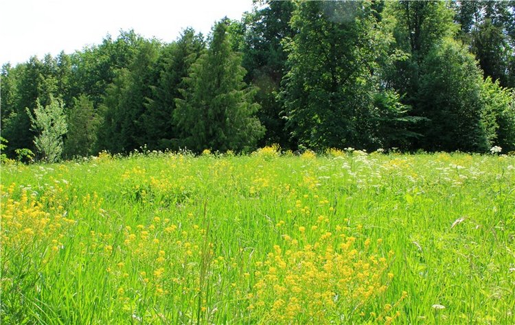 "Троицкие гуляния" в Василёво, 2019 год, заключительная часть. Архитектурно-этнографический музей под открытым небом Василёво