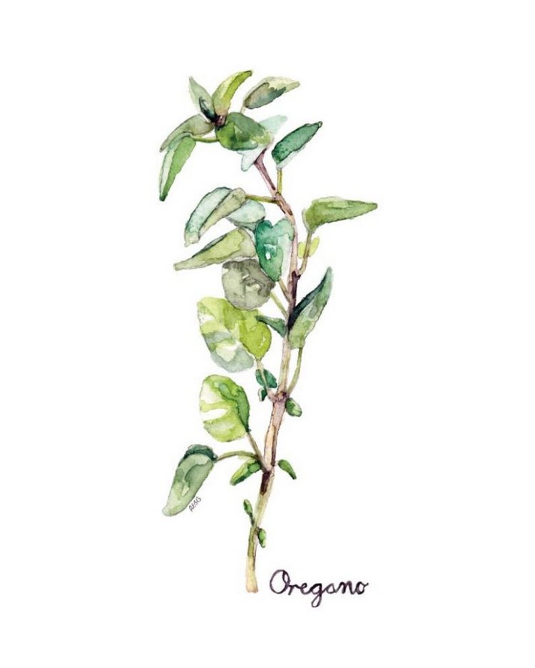 TheColorfulCatStudio - Иллюстрированная флора by Rachel Byler