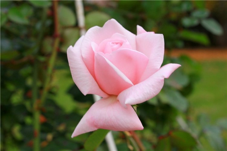 Золотая Осень в Берново с Имани. Mini Imani от Kaye Wiggs