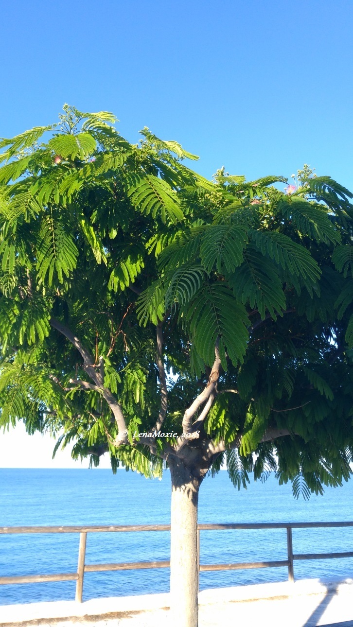 Kidz' тур. Нико на Крите. Аниссарас