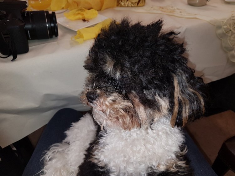 Пасхальная встреча в магазине кукол! Часть 5. Вихтели