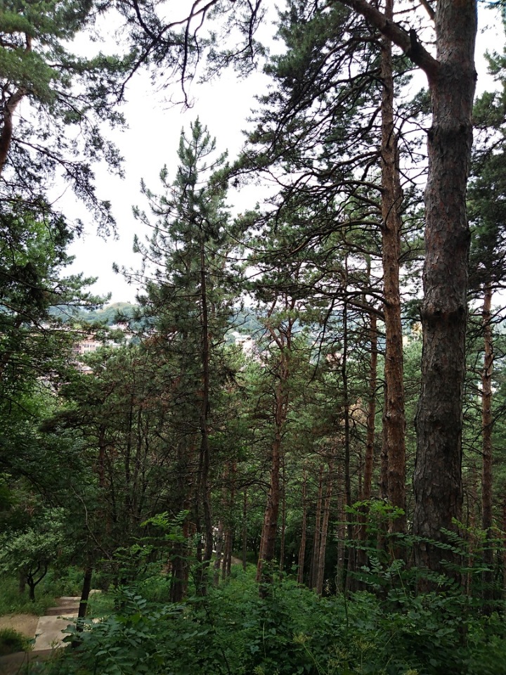 Возвращение Хелены в Кисловодск: опять за своё