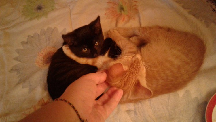 Больше никаких кошек! А котята не считаются | Бэйбики Больше никаких кошек! А котята не считаются