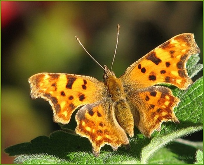 На лесной полянке чудо - на цветочках бантики. Это бабочки расселись, как цветные фантики