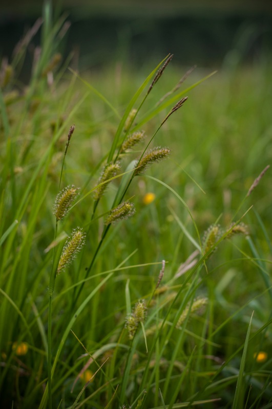 Лето, травка и "дикий" купальник