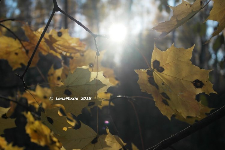 Прощание с теплой Осенью — Куклы Kidz'n'Cats (Соня Хартман): шарнирные 46 см