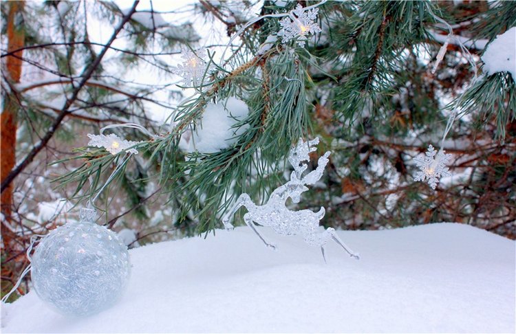 Рождественские гуляния, часть вторая. Zwergnase Mischa