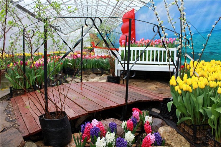 Тюльпановый Рай, продолжение. Выставка тюльпанов в Твери. Mini Layla elf Sunkissed skin от Kaye Wiggs