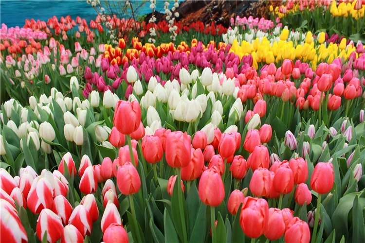 Тюльпановый Рай. Выставка тюльпанов в Твери. Mini Layla elf Sunkissed skin от Kaye Wiggs