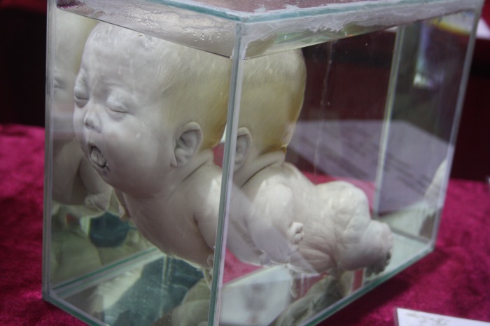 Псков: Петербургская Кунсткамера у нас в гостях. СТРОГО 18 +