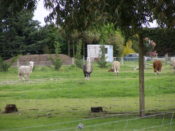 Увлекательное путешествие по Новой Зеландии