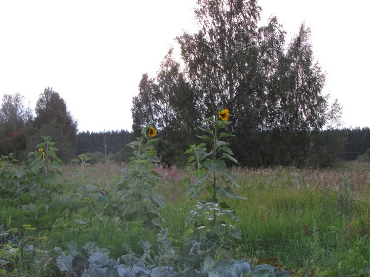 Путешествие в Нижегородскую область - часть 3 - Тимошка на усадьбе (фото 7)